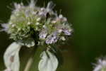 Loomis' mountainmint